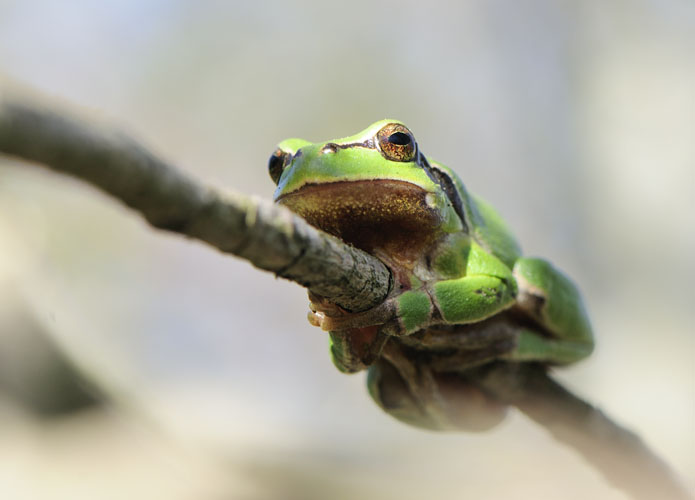 Laubfrosch grün